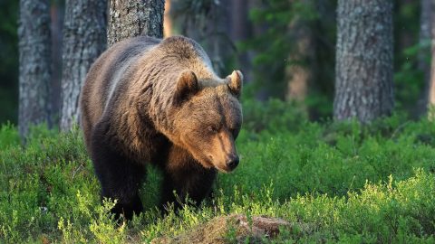 Medveď z Liptovského Mikuláša: ochranár odhalil príčinu, prečo zviera vošlo do mesta
