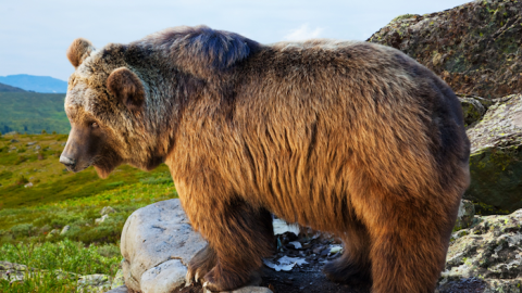 Štátna ochrana prírody zverejnila zásady správania pri bezprostrednom stretnutí s medveďom