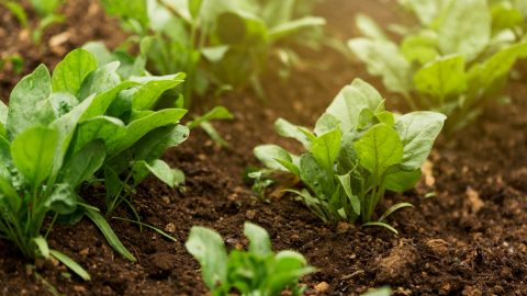 Tieňomilná zelenina a bylinky pre vašu záhradu