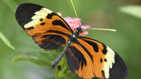 Košice: Botanickú záhradu opäť spestrujú lietajúce exotické motýle