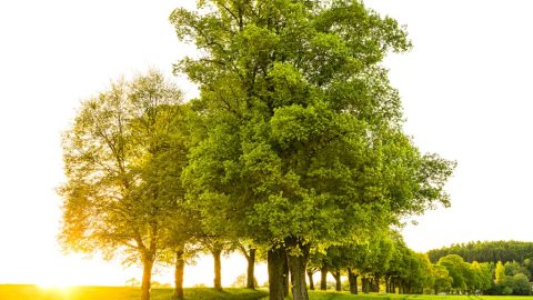 Starosta M. Vagač hovorí o biomasakri aj v mestách, enviro rezort to odmieta