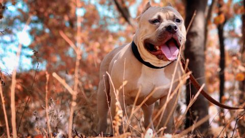 Polícia v akcii Anubis odhalila nelegálne psie zápasy z medzinárodným dosahom