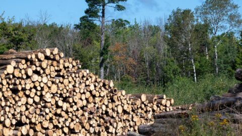 Enviropolícia obvinila 29-ročného muža za protiprávny výrub 28 borovíc, hrozí mu päť rokov väzenia