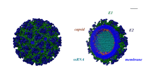 Svet opäť spoznáva vírusové ochorenie chikungunya, najnovšie s ním bojuje Kuba