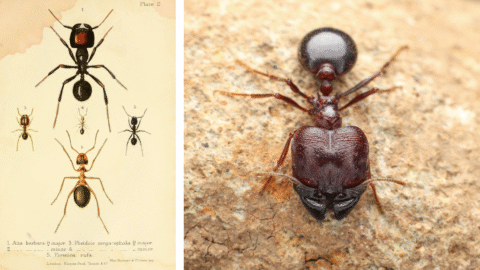 Vedci nemôžu uveriť tomu, čo sa deje v Afrike. Invázia mravcov ohrozuje levy a stromy