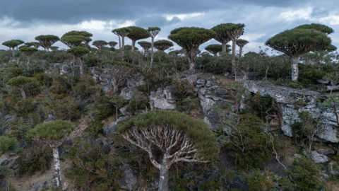 Turistov, ktorí uviazli na jemenskom ostrove Sokotra, začnú 7. januára prepravovať domov